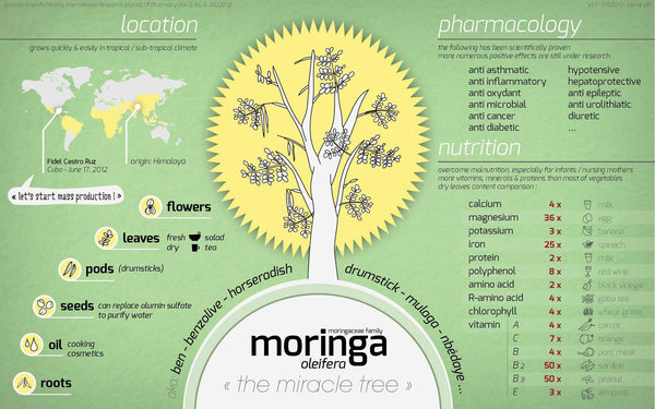 Plant 500 Moringa Trees!