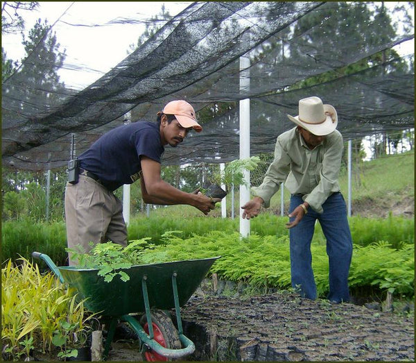 Plant 500 Moringa Trees!